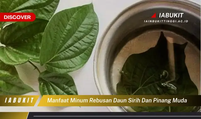 manfaat minum rebusan daun sirih dan pinang muda