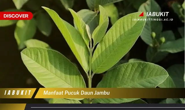 manfaat pucuk daun jambu