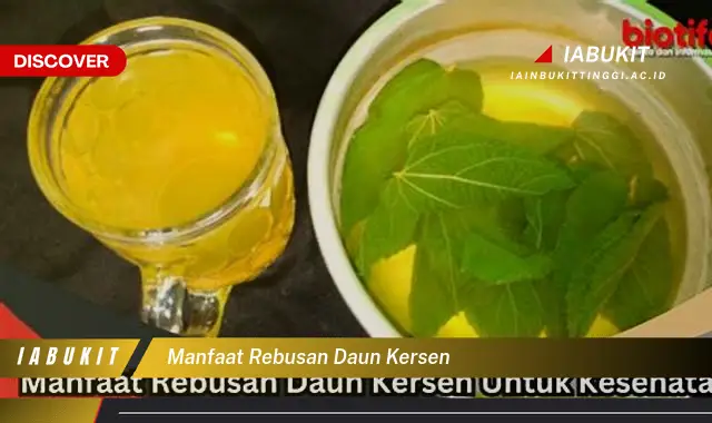 manfaat rebusan daun kersen