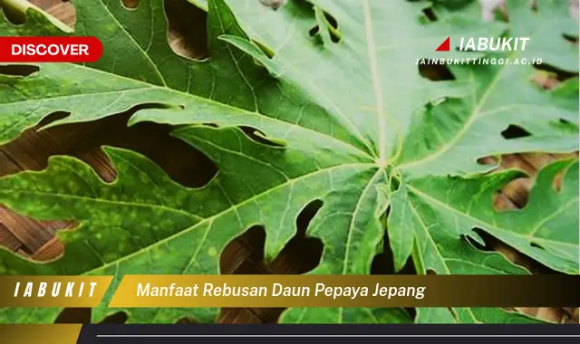 manfaat rebusan daun pepaya jepang