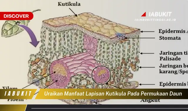 uraikan manfaat lapisan kutikula pada permukaan daun