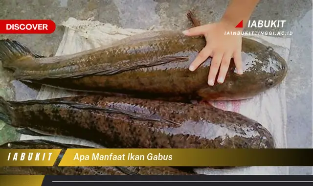 apa manfaat ikan gabus