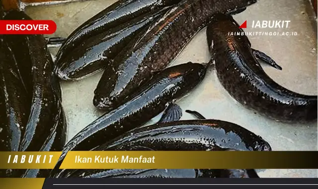 ikan kutuk manfaat