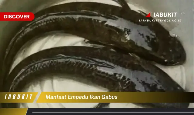 manfaat empedu ikan gabus