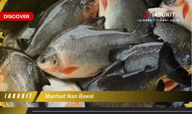 manfaat ikan bawal