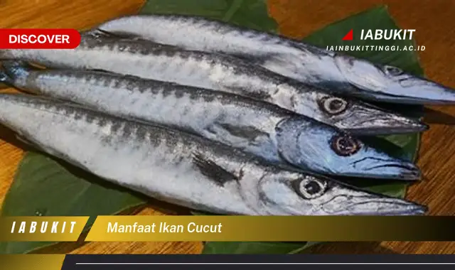 manfaat ikan cucut