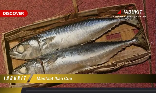 manfaat ikan cue manfaat ikan cue