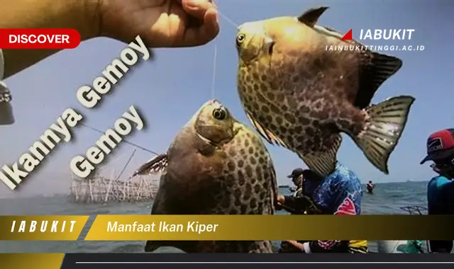 manfaat ikan kiper