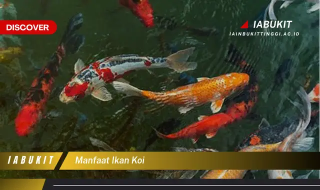 manfaat ikan koi