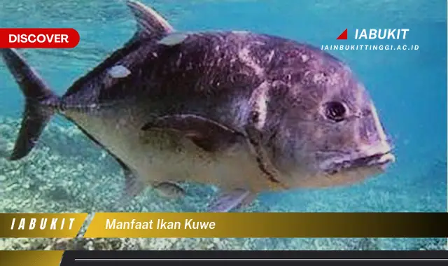 manfaat ikan kuwe