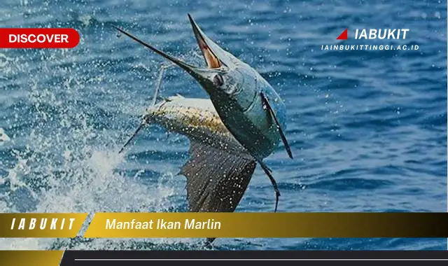 manfaat ikan marlin