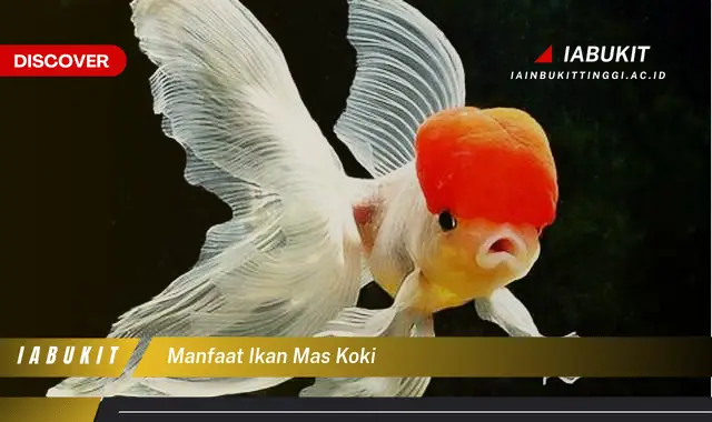 manfaat ikan mas koki