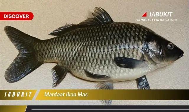 manfaat ikan mas