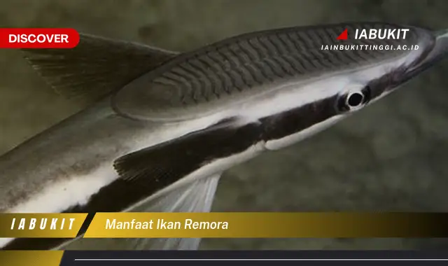 manfaat ikan remora