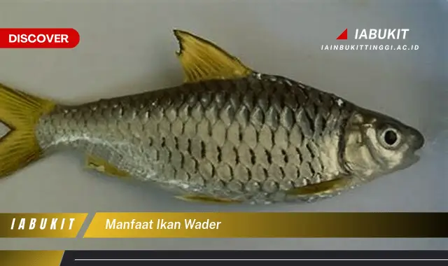 manfaat ikan wader