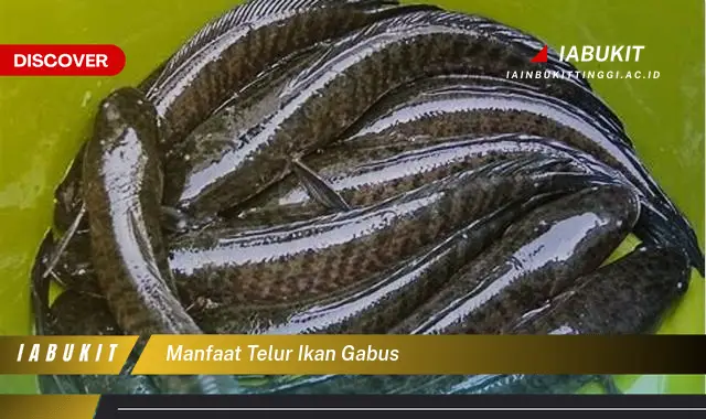 manfaat telur ikan gabus