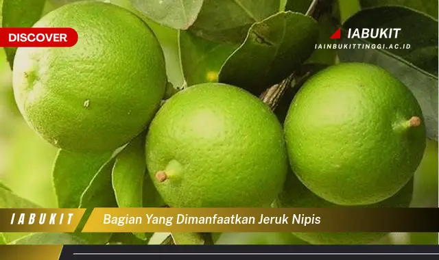 bagian yang dimanfaatkan jeruk nipis