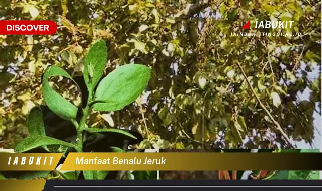 manfaat benalu jeruk