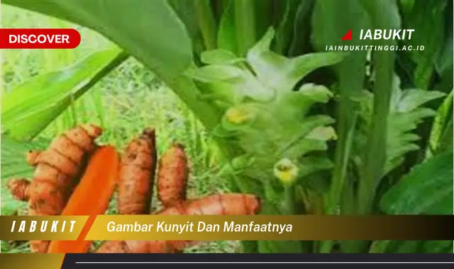 gambar kunyit dan manfaatnya