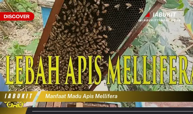 manfaat madu apis mellifera