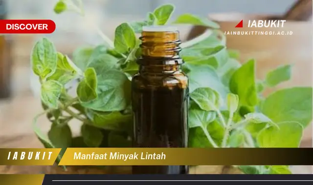 manfaat minyak lintah