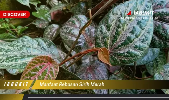 manfaat rebusan sirih merah