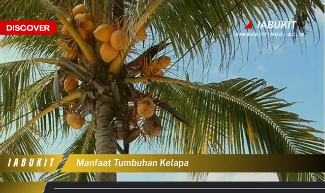 manfaat tumbuhan kelapa