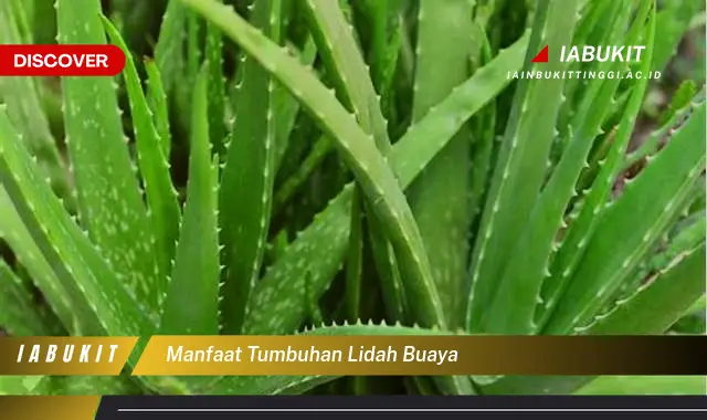 manfaat tumbuhan lidah buaya