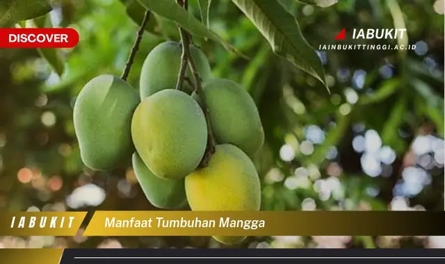 manfaat tumbuhan mangga