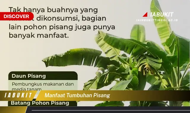 manfaat tumbuhan pisang