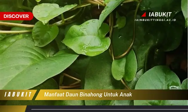 manfaat daun binahong untuk anak