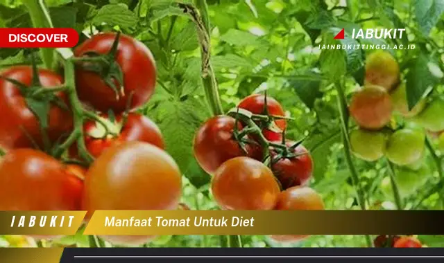 manfaat tomat untuk diet