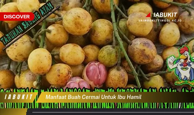 manfaat buah cermai untuk ibu hamil