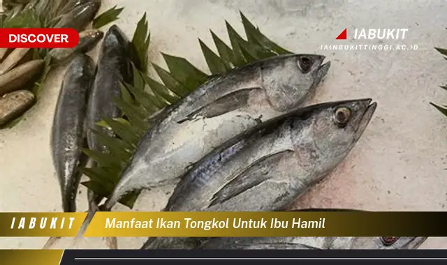 manfaat ikan tongkol untuk ibu hamil