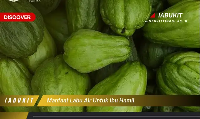 manfaat labu air untuk ibu hamil