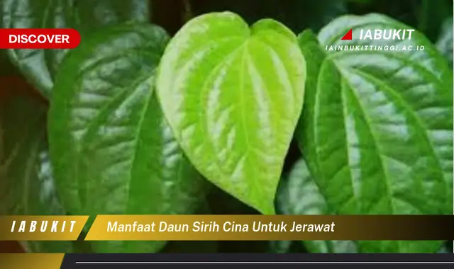 manfaat daun sirih cina untuk jerawat