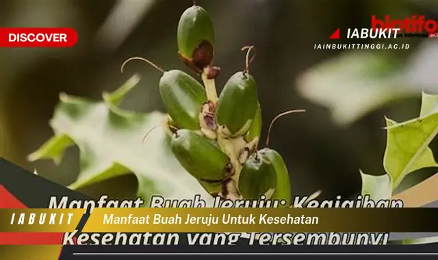 manfaat buah jeruju untuk kesehatan manfaat buah jeruju untuk kesehatan