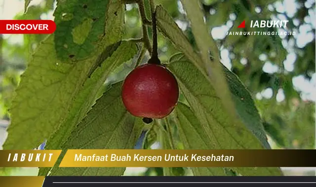 manfaat buah kersen untuk kesehatan