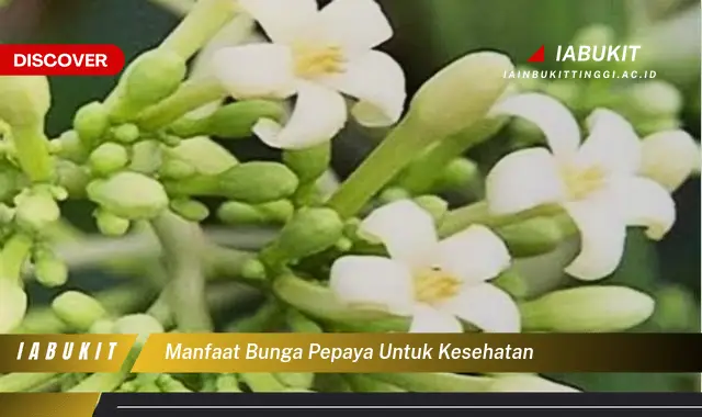 manfaat bunga pepaya untuk kesehatan