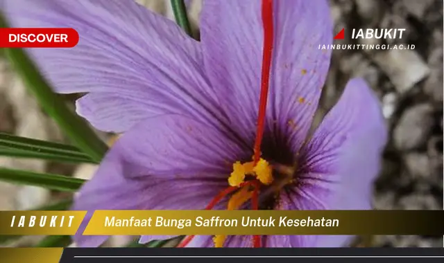 manfaat bunga saffron untuk kesehatan