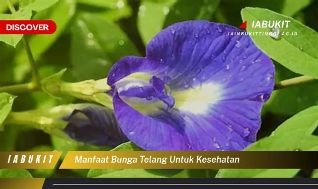 manfaat bunga telang untuk kesehatan