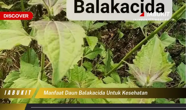 manfaat daun balakacida untuk kesehatan