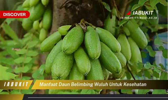 manfaat daun belimbing wuluh untuk kesehatan