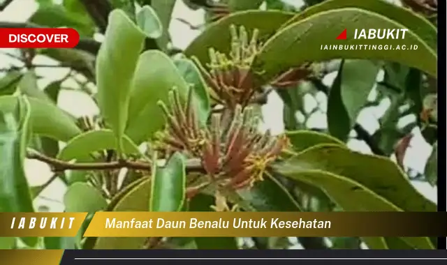 manfaat daun benalu untuk kesehatan