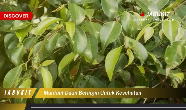 manfaat daun beringin untuk kesehatan