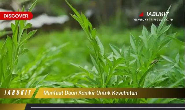 manfaat daun kenikir untuk kesehatan