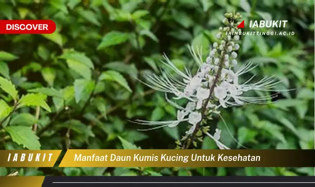 manfaat daun kumis kucing untuk kesehatan