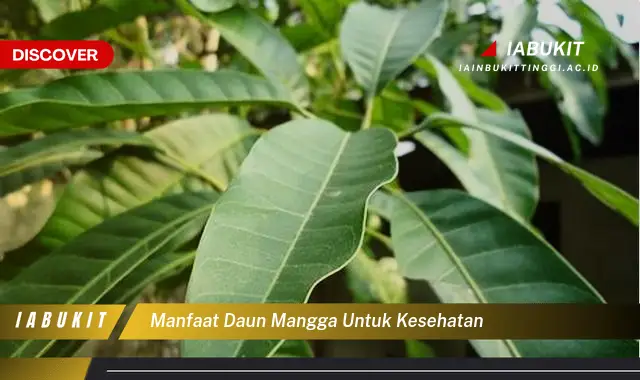 manfaat daun mangga untuk kesehatan