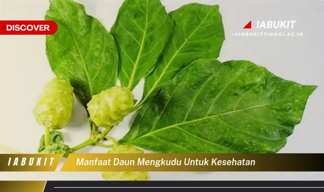 manfaat daun mengkudu untuk kesehatan