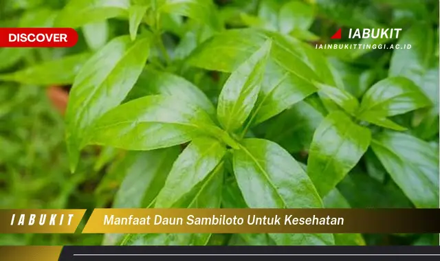 manfaat daun sambiloto untuk kesehatan